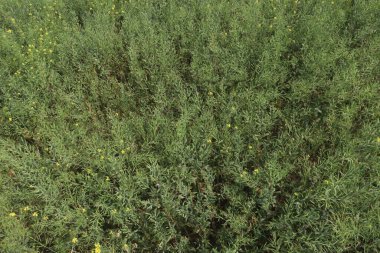 Hasat için tarladaki yeşil renkli hardal tarlaları nakit ürünleri ve ekonomik büyümenin anahtarı.