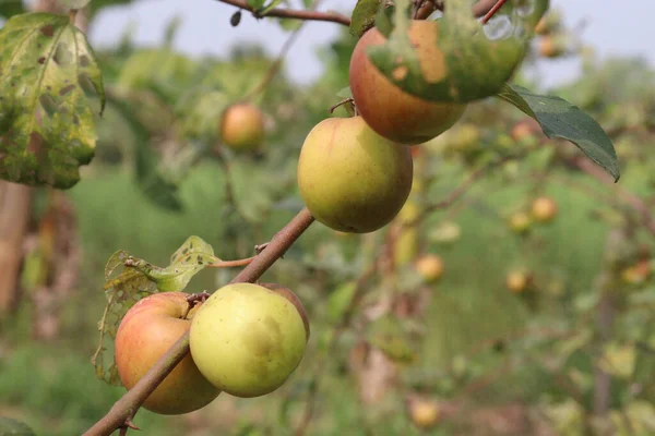 在农场的树上 美味而健康的枫树果实是经济作物 — 图库照片
