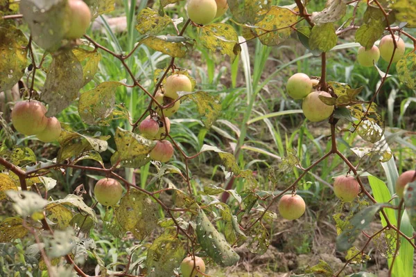 Ízletes Egészséges Ziziphus Mauritiana Gyümölcs Gazdaságban Betakarítás Céljából Készpénz Növények — Stock Fotó