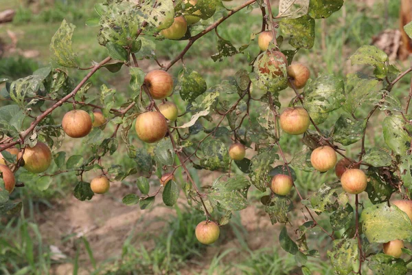 Νόστιμα Και Υγιεινά Φρούτα Ziziphus Mauritiana Στο Δέντρο Στο Αγρόκτημα — Φωτογραφία Αρχείου
