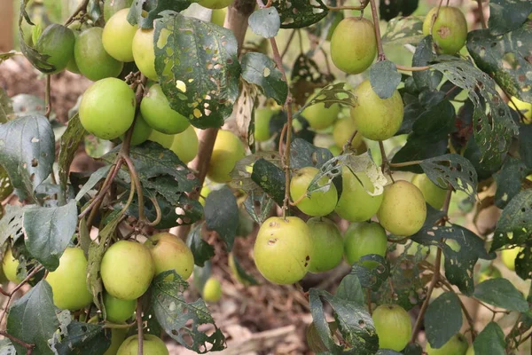 Sabroso Saludable Ziziphus Mauritiana Fruta Árbol Granja Para Cosecha Son —  Fotos de Stock