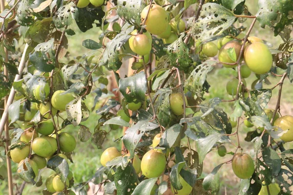 Chutné Zdravé Ziziphus Mauritiana Ovoce Stromě Farmě Pro Sklizeň Jsou — Stock fotografie
