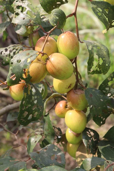 Νόστιμα Και Υγιεινά Φρούτα Ziziphus Mauritiana Στο Δέντρο Στο Αγρόκτημα — Φωτογραφία Αρχείου