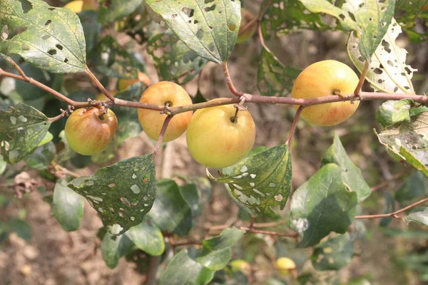 Sabroso Saludable Ziziphus Mauritiana Fruta Árbol Granja Para Cosecha Son — Foto de Stock