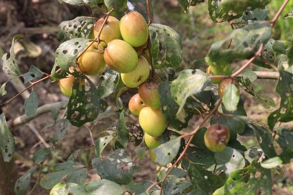 Saporito Sano Ziziphus Mauritiana Frutta Sull Albero Azienda Agricola Raccolto — Foto Stock