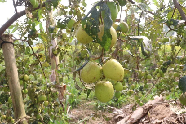 Sabroso Saludable Ziziphus Mauritiana Fruta Árbol Granja Para Cosecha Son — Foto de Stock