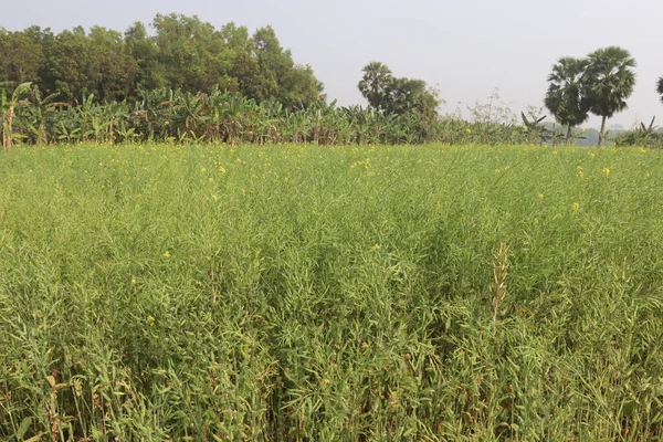 田间收获的绿色芥末农场是经济作物 也是经济增长的关键 — 图库照片