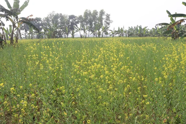 田间收获的绿色芥末农场是经济作物 也是经济增长的关键 — 图库照片