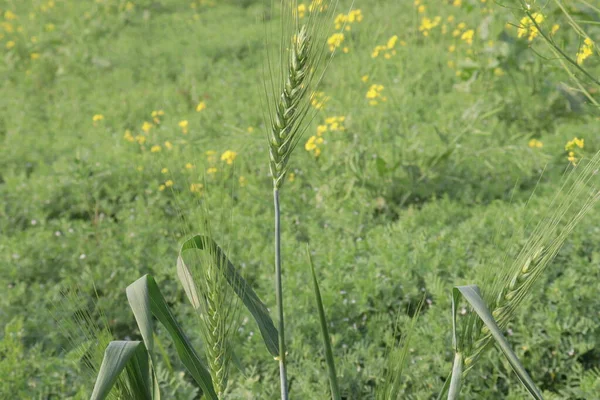 Hijau Berwarna Mustard Pertanian Lapangan Untuk Panen Adalah Tanaman Kas — Stok Foto