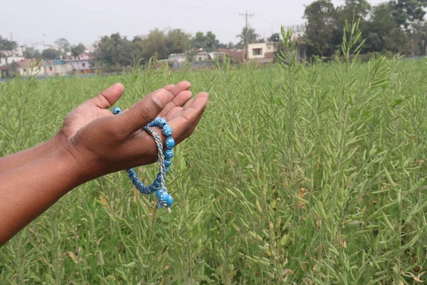 a man standing up his hand with beads tasbih for pray to best mustard crops on farm