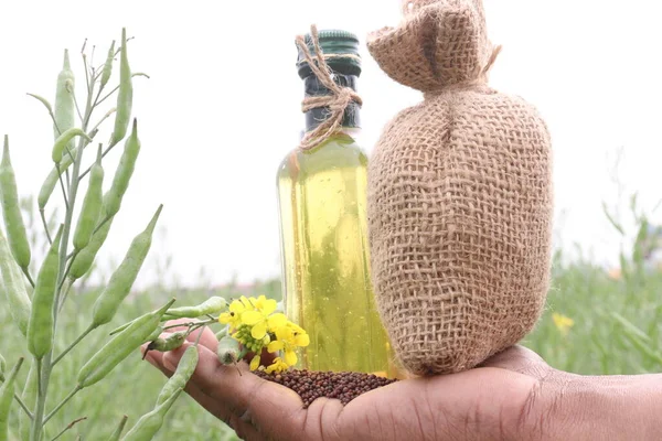 mustard oil in bottle with seed and flower on hand and on farm