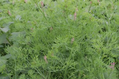 Lezzetli ve sağlıklı Foeniculum vulgare ağaç çiftliği hasat için nakit mahsulüdür.