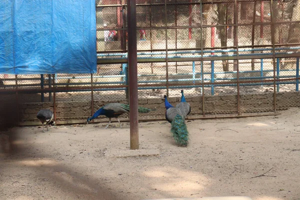 Peafowl Groupe Oiseaux Sur Zoo Pour Les Touristes Les Visiteurs — Photo