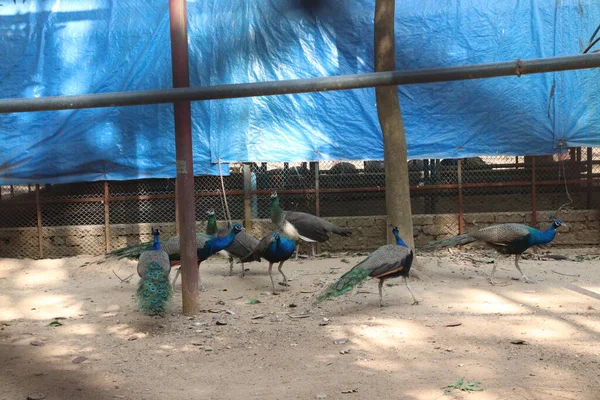 Peafowl Groupe Oiseaux Sur Zoo Pour Les Touristes Les Visiteurs — Photo