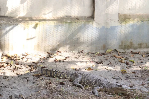Groupe Crocodiles Nil Sur Zoo Pour Les Touristes Les Visiteurs — Photo