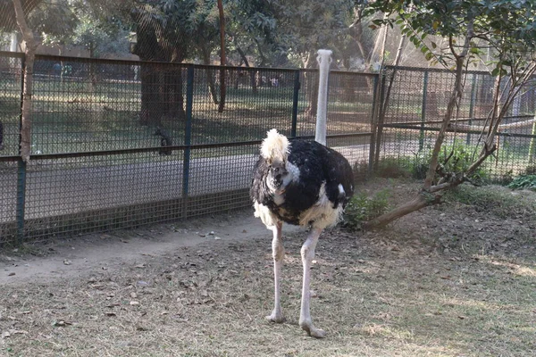 Autruches Vietnam Oiseau Sur Zoo Pour Les Touristes Les Visiteurs — Photo