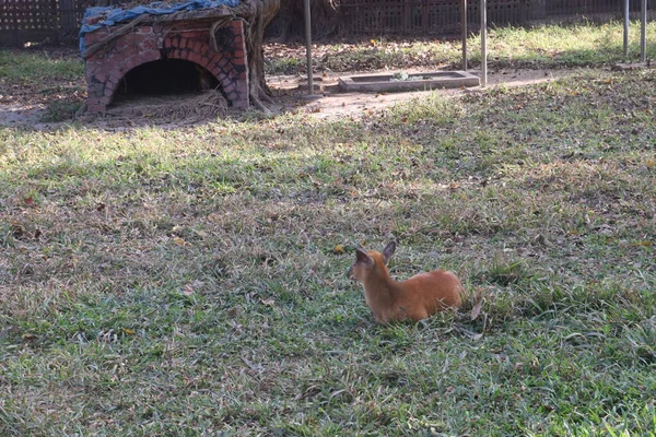 Duiker Forêt Rouge Sur Zoo Pour Les Touristes Les Visiteurs — Photo