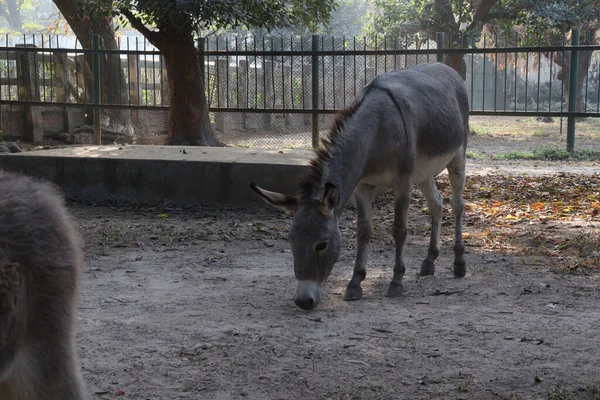 Âne Couleur Grise Animal Sur Zoo Pour Les Touristes Les — Photo