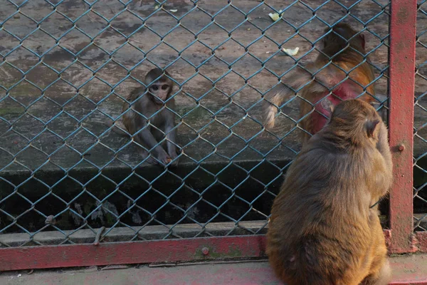 Kelompok Monyet Dengan Jaring Kebun Binatang Untuk Pengunjung — Stok Foto