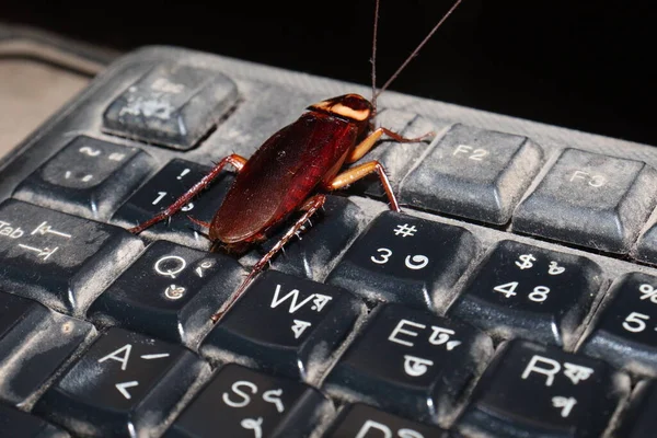 Μια Κατσαρίδα Στο Πληκτρολόγιο Του Υπολογιστή Στο Σπίτι — Φωτογραφία Αρχείου
