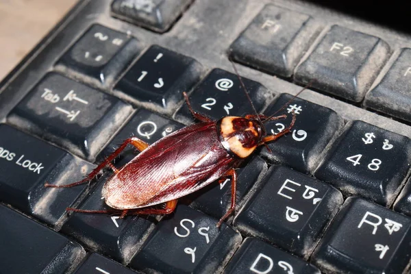家中电脑键盘上的蟑螂 — 图库照片