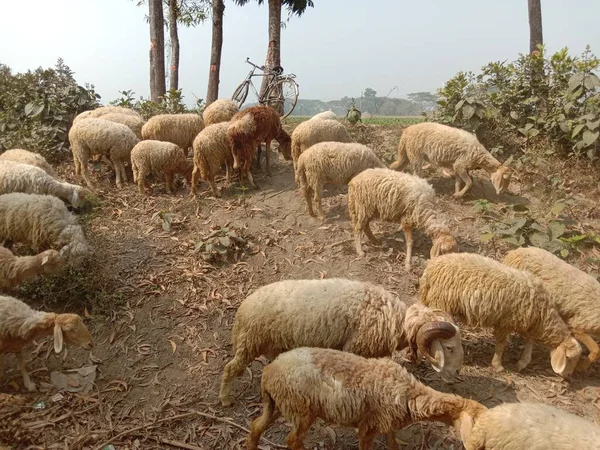 brown colored Sheep on farm for business are cash animal