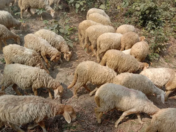 brown colored Sheep on farm for business are cash animal