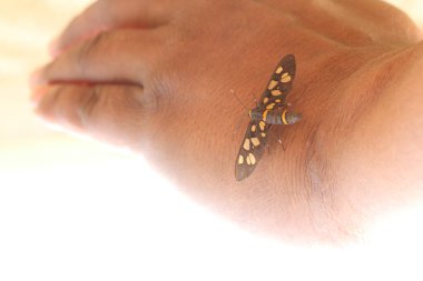 Doğayla iç içe olan siyah ve beyaz güve.