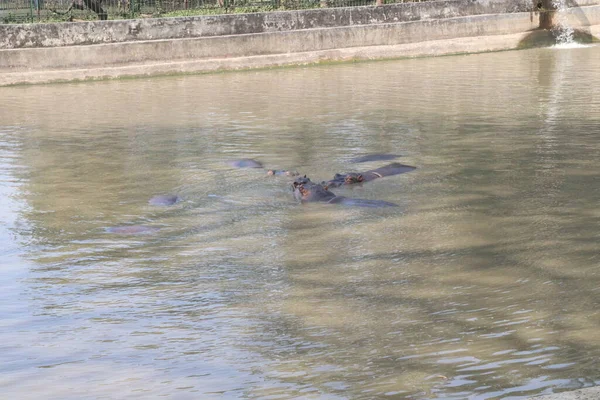 Groupe Hippopotame Sur Étang Pour Détente Pour Les Touristes — Photo