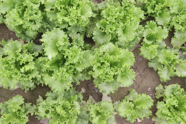 Green Colored Lettuce Leaf Farm Harvest Cash Crops — Stock Photo, Image