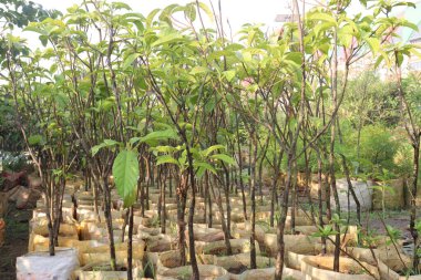 Magnolia Champaca ağaç bitkisi hasat için nakit mahsuldür.