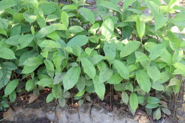 Tekoma stans ağaç bitkisi hasat için nakit mahsuldür.