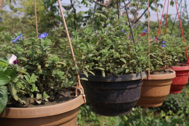 Shaggy cüce sabah ağacı hasat için fidanlıkta saksıda asılı.