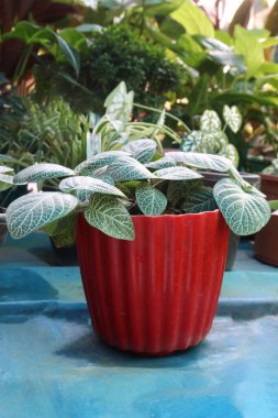 Kreşteki saksıda satılacak sinir ağacı bitkisi nakit mahsulüdür.