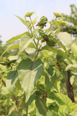 Nyctanthes Ağaç Ağacı, çocuk odasında satılık.