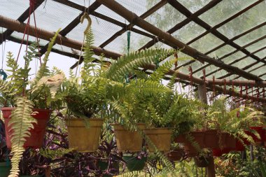 Kreşteki esrarın üzerinde satılık nephrolepis yaprağı bitkisi var.