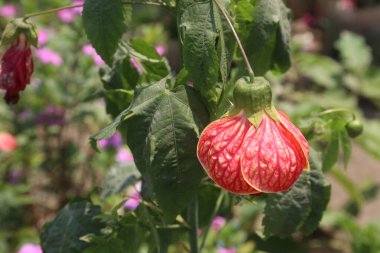 Bebek odasındaki ağaçta satılık Abutilon pictum çiçeği