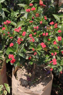 Euphorbia milii çiçek ağacı fidanlıkta satılmak üzere saksıda.
