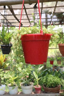 Dischidia Oiantha, fidanlıkta satılmak üzere saksıya ağaç asıyor.