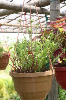 Sedum sarmentosum satılmak üzere fidanlıkta saksıya asılmış ağaç.