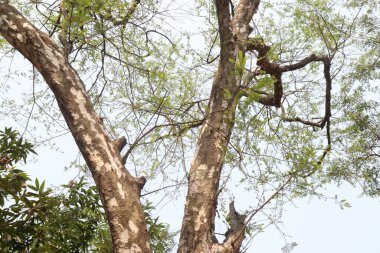 Bektaşi üzümü ağacı hasat için bahçeye yakın.