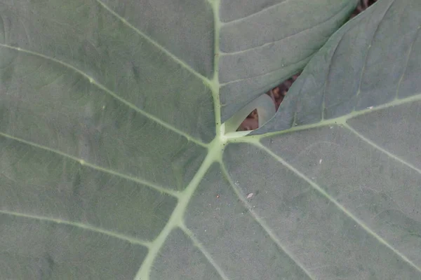 美味しくて健康的なザンソーマサギトフォリウムの葉の背景 — ストック写真