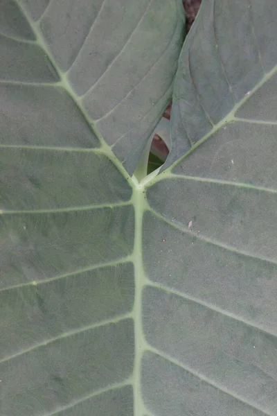 Вкусный Здоровый Xanthosoma Sagittifolium Лист Фона — стоковое фото