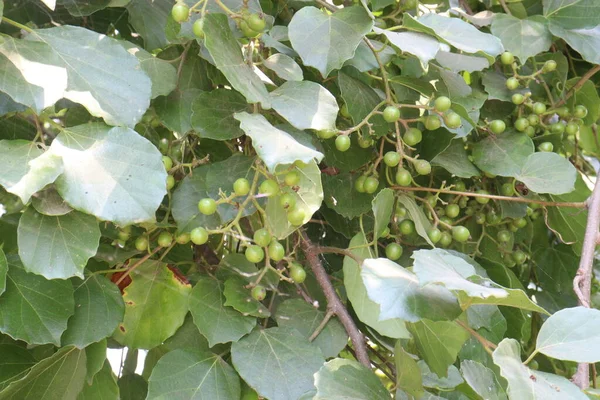Πράσινο Χρώμα Ακατέργαστο Φρούτο Cordia Dichotoma Στο Δέντρο Στο Αγρόκτημα — Φωτογραφία Αρχείου