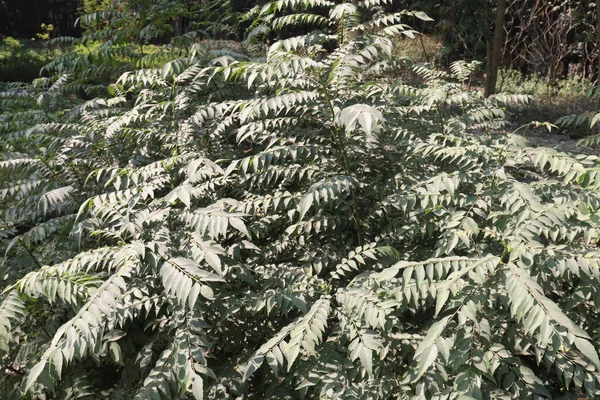 Ailanthus Altissima Дерево Лесу Свежей Природы — стоковое фото