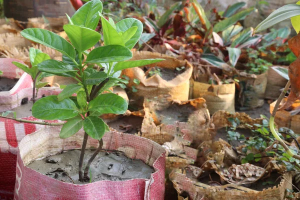 Ficus Mikrocarpa Faültetvény Eladó — Stock Fotó