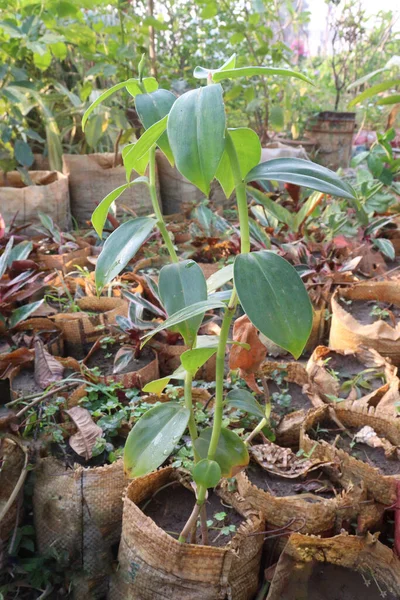Costus Woodsonii Planta Árbol Granja Para Cosecha — Foto de Stock
