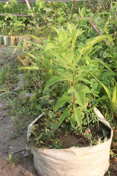 Камфорское Дерево Питомнике Сбора Урожая — стоковое фото