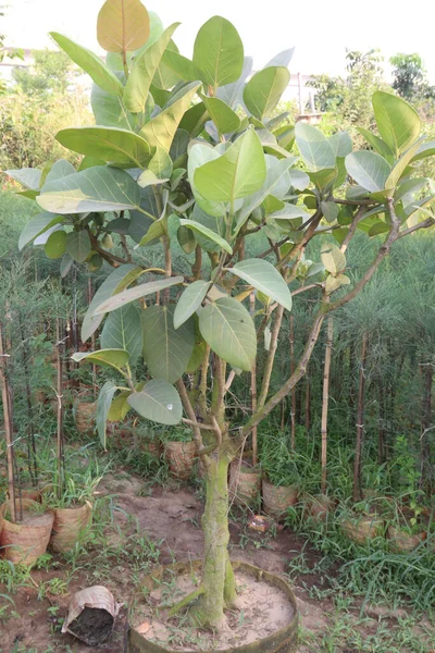 Banyan Bonsai Drzewo Szkółce Zbiorów Upraw Pieniężnych — Zdjęcie stockowe