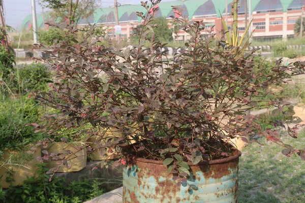 収穫のための保育園の赤い色のピトスポルムTenuifolium木の植物 — ストック写真